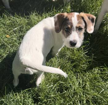 Lisa -  Terrier Dog for Adoption in Parker, Colorado - Lisa | PetCurious