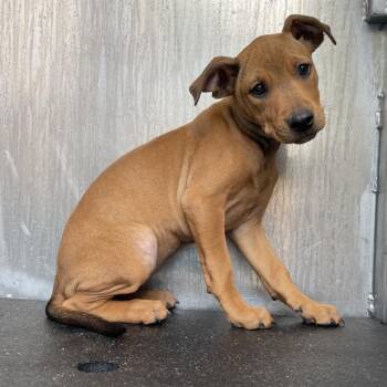 Hound Dogs Available for Adoption in San Antonio, Texas - A804398 | PetCurious
