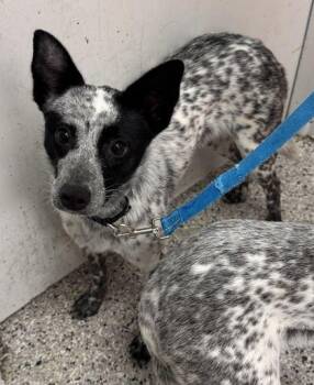 Merry -  Australian Cattle Dog Blue Heeler and Mixed Breed Dog for Adoption in Kansas City, Missouri - Merry | PetCurious