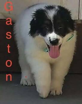 Gaston -  Great Pyrenees and Anatolian Shepherd Dog for Adoption in Claremont, North Carolina - Gaston | PetCurious