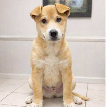 Oso -  Labrador Retriever and Husky Dog for Adoption in Tuscaloosa, Alabama - Oso | PetCurious