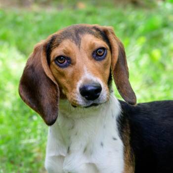 Mocha -  Beagle Dog for Adoption in Versailles, Kentucky - Mocha | PetCurious
