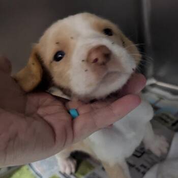 Artie -  Hound and Mixed Breed Dog for Adoption in Jefferson City, Tennessee - Artie | PetCurious