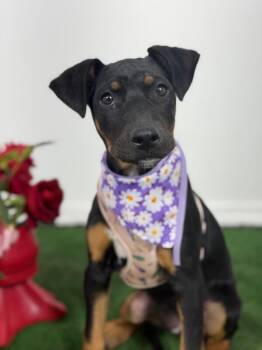 German Pinscher and Doberman Pinscher Dogs Available for Adoption in Carlsbad, California - Azul-One Of Our Amazing Rescue Dogs | PetCurious