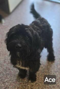 Ace -  Miniature Schnauzer and Miniature Poodle Dog for Adoption in Wheelersburg, Ohio - Ace | PetCurious