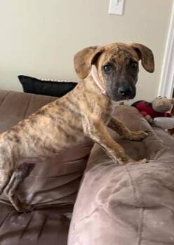 Rescue Mastiff Dogs for Adoption - Rosalia | PetCurious