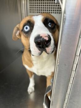 Rescue Pit Bull Terrier and Mixed Breed Dogs for Adoption in Fort Worth, Texas - 59818349 | PetCurious