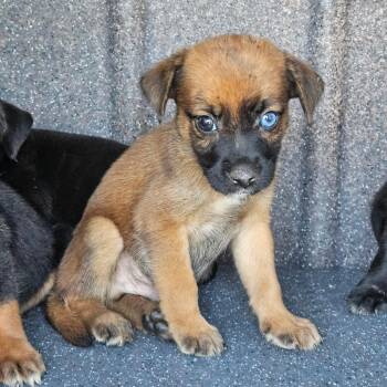 Dudley -  Mixed Breed Dog for Adoption in Lake Jackson, Texas - Dudley | PetCurious