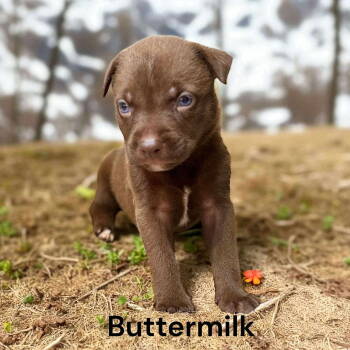 Rescue Border Collie and Labrador Retriever Dogs for Adoption in Gilberts, Illinois - Buttermilk | PetCurious