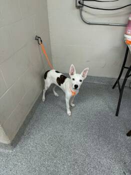 Rescue Pointer and Pit Bull Terrier Dogs for Adoption in Pasadena, Texas - A180829 | PetCurious