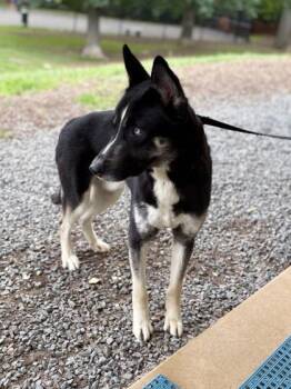 Beavis -  Mixed Breed Dog for Adoption in Fairfax, Virginia - Beavis | PetCurious