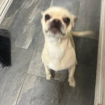 English Bulldog and Chihuahua Dogs Available for Adoption in Las Vegas, Nevada - Puppy | PetCurious