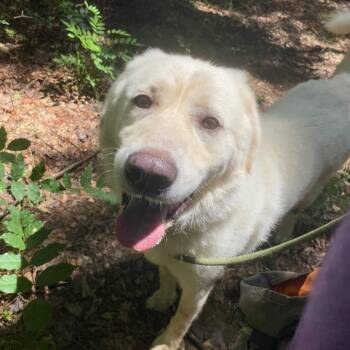 Rescue Mixed Breed Dogs for Adoption in Alabaster, Alabama - Marshmallow | PetCurious