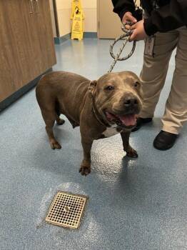 GLORIA -  Pit Bull Terrier Dog Available for Adoption in Pearland, Texas - GLORIA | PetCurious