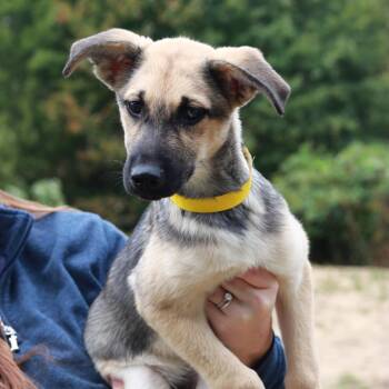 CT Orzo -  Shepherd and Husky Dog for Adoption in Stormville, New York - CT Orzo | PetCurious