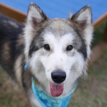 VIVIAN -  Husky Dog for Adoption in San Antonio, Texas - VIVIAN | PetCurious