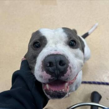 Sal -  Pit Bull Terrier and Mixed Breed Dog for Adoption in Westland, Michigan - Sal | PetCurious