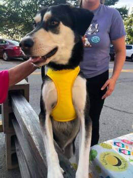 Rocket -  Husky and Afghan Hound Dog for Adoption in Linwood, Michigan - Rocket | PetCurious