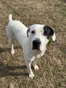Mixed Breed Dogs Available for Adoption - Roscoe | PetCurious