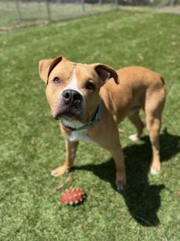 Adonis - 1 -  Pit Bull Terrier and Mixed Breed Dog for Adoption in Daytona Beach, Florida - Adonis - 1 | PetCurious