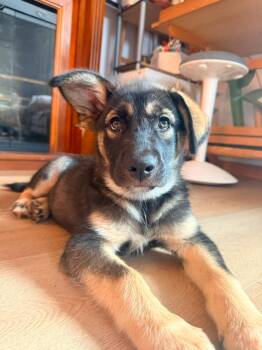Poppy -  Shepherd Dog for Adoption in Calgary, Alberta - Poppy | PetCurious