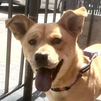 Shiba Inu Dogs Available for Adoption - Pineapple | PetCurious