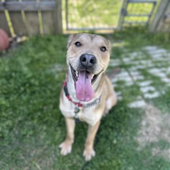 Runts -  Shepherd and Shar Pei Dog for Adoption in Mount Vernon, Indiana - Runts | PetCurious