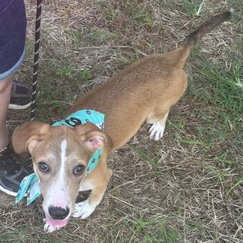 Mocha -  Mixed Breed Dog for Adoption in Bennettsville, South Carolina - Mocha | PetCurious