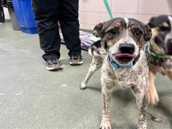 Mixed Breed and Australian Cattle Dog Blue Heeler Dogs Available for Adoption in Santa Fe, New Mexico - A175112 | PetCurious