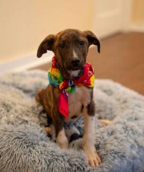 Australian Cattle Dog Blue Heeler Dogs Available for Adoption in Houston, Texas - Java | PetCurious