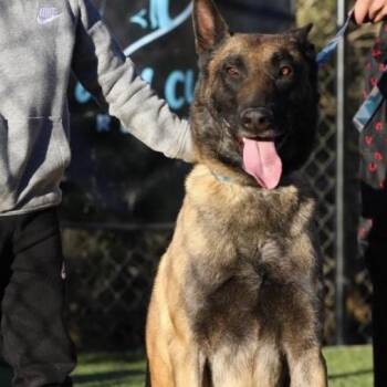 Khan -  Belgian Shepherd Malinois Dog for Adoption in Naperville, Illinois - Khan | PetCurious