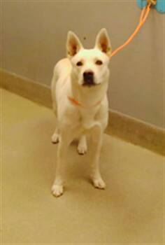 Rescue Siberian Husky and Mixed Breed Dogs for Adoption in Las Vegas, Nevada - SU | PetCurious