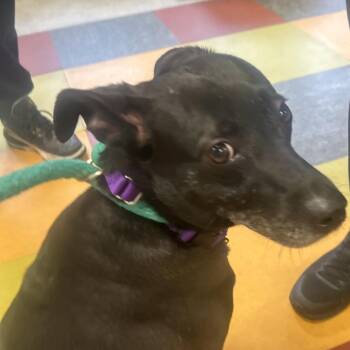 Mixed Breed Dogs Available for Adoption - Lia | PetCurious