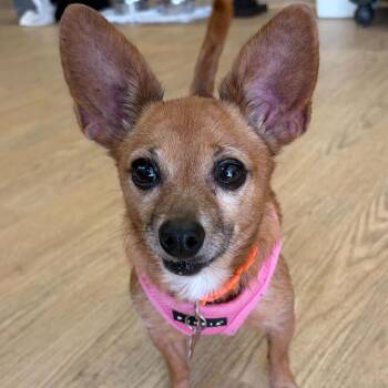 Extra Credit 14462 -  Chihuahua Dog for Adoption in San Francisco, California - Extra Credit 14462 | PetCurious