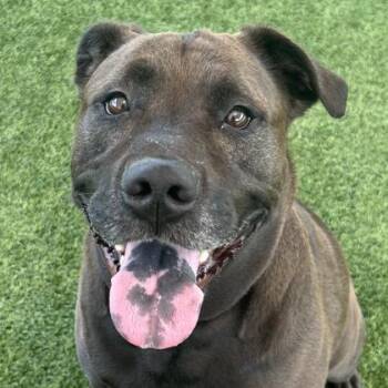 Yin -  Labrador Retriever and Mixed Breed Dog for Adoption in Atlanta, Georgia - Yin | PetCurious