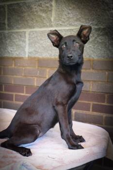 Rescue Mixed Breed Dogs for Adoption in Columbia, Tennessee - Jasmine | PetCurious