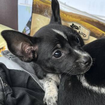 Chichi -  Chihuahua Dog for Adoption in Aberdeen, North Carolina - Chichi | PetCurious