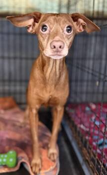 Braylee -  Chihuahua and Dachshund Dog for Adoption in Muskegon, Michigan - Braylee | PetCurious