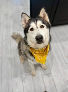 Miko Miska Snuggles and Snacks -  Husky and Alaskan Malamute Dog for Adoption in Friendswood, Texas - Miko Miska Snuggles And Snacks | PetCurious