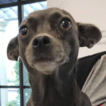Lyanna -  Chihuahua Dog for Adoption in West Palm Beach, Florida - Lyanna | PetCurious