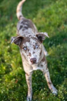 Rico -  Catahoula Leopard Dog Dog for Adoption in Stratham, New Hampshire - Rico | PetCurious