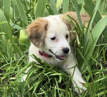 Blanche -  Spaniel Dog for Adoption in Fredericksburg, Virginia - Blanche | PetCurious