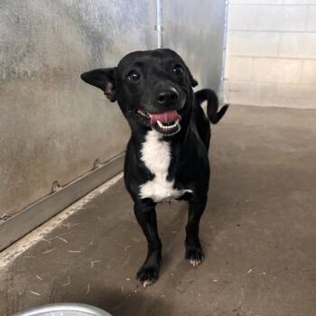 Chihuahua Dogs Available for Adoption in Edinburg, Texas - Kip | PetCurious