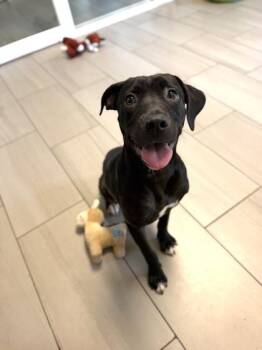 Lilly - 1 -  Labrador Retriever and Mixed Breed Dog for Adoption in Daytona Beach, Florida - Lilly - 1 | PetCurious