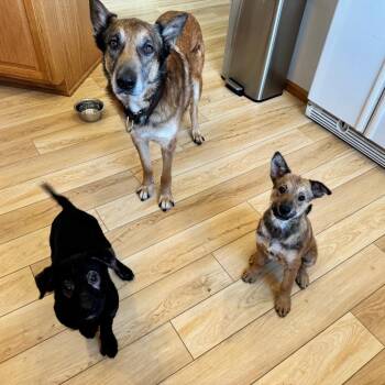 Gogurt -  Mixed Breed Dog for Adoption in Buffalo, Minnesota - Gogurt | PetCurious