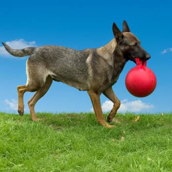 Rescue Belgian Shepherd Malinois and German Shepherd Dog Dogs for Adoption in Lockhart, Texas - Lovie | PetCurious