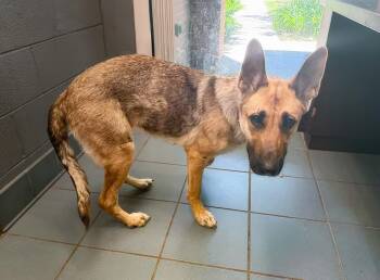 Spotify -  Mixed Breed Dog for Adoption in Nashville, Tennessee - Spotify | PetCurious