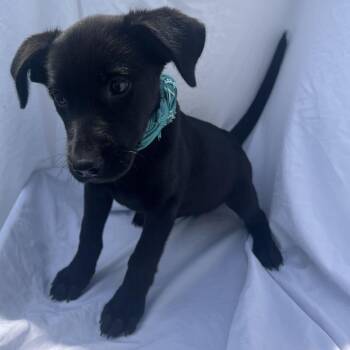 Julia -  Mixed Breed Dog for Adoption in Canal Winchester, Ohio - Julia | PetCurious