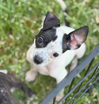 Bronco -  Boston Terrier and Australian Cattle Dog Blue Heeler Dog for Adoption in Lutz, Florida - Bronco | PetCurious