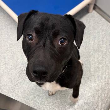 TeeBow -  American Staffordshire Terrier and Black Labrador Retriever Dog for Adoption in Greenville, South Carolina - TeeBow | PetCurious